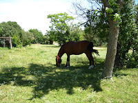 Paisaje de una pradera con un caballo pastando 