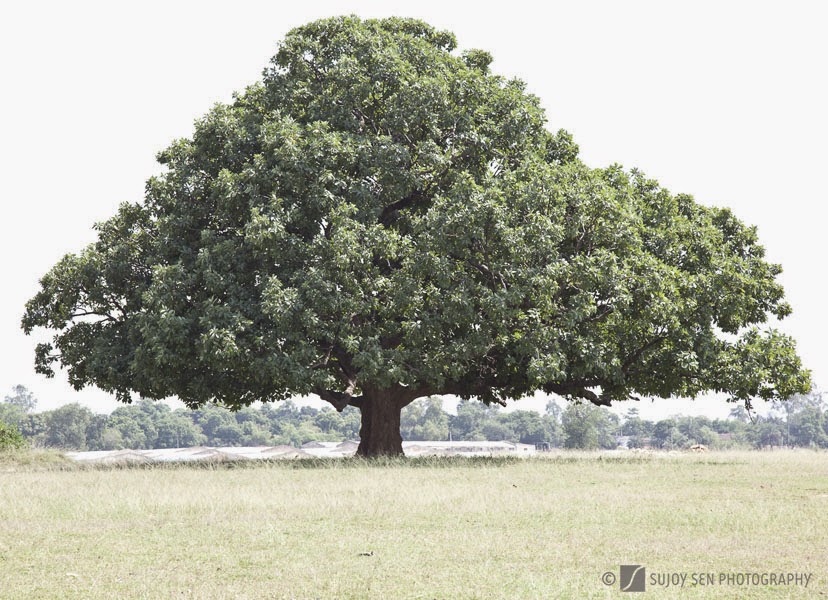 INDORE FOREST DIVISION Madhuca longifolia