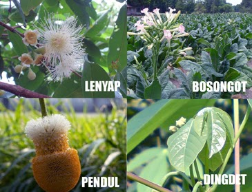Nama-nama Bunga Tanaman dalam Bahasa Sunda