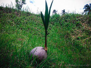Coconut Bud Grow Wild In The Field At Banjar Kuwum, Ringdikit Village, North Bali, Indonesia