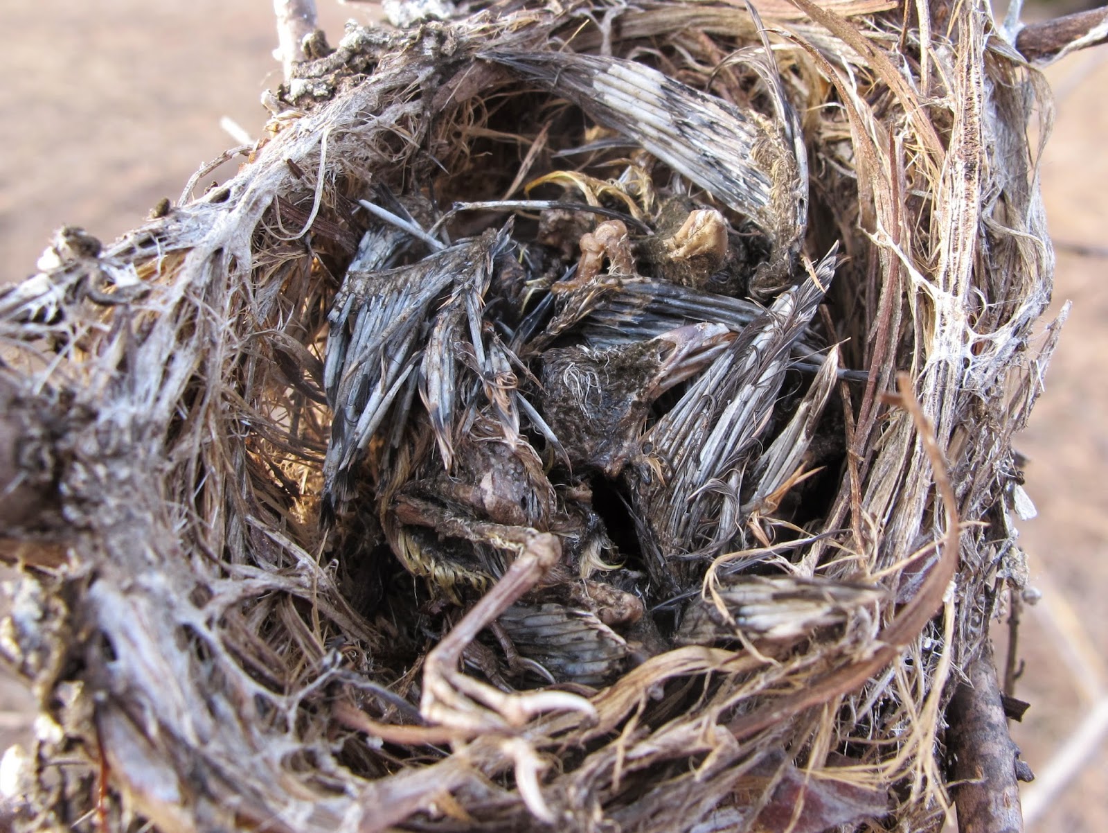 Blue Jay Barrens: Bird Nests in the Field