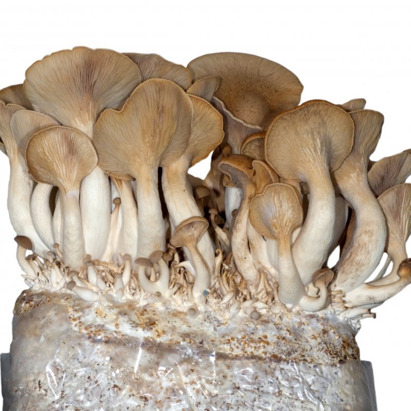 धिंगरी मश्रूम ची लागवड पद्धतीOYSTER MUSHROOM GROWINGMARATHI COPY PDF
