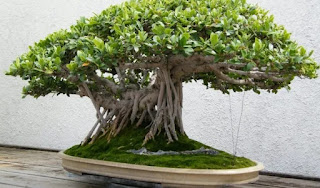 foto bonsai beringin lokal gambar bonsai beringin lokal