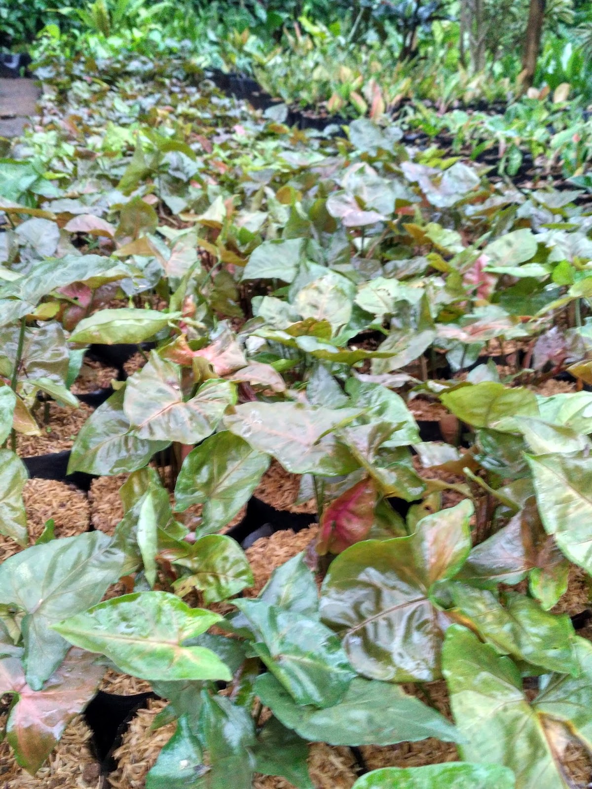 Jual Keladi Telinga Tikus Coklattoko Tanaman Hias Houseplants Shop Toko Tanaman Hias House Plants Shop