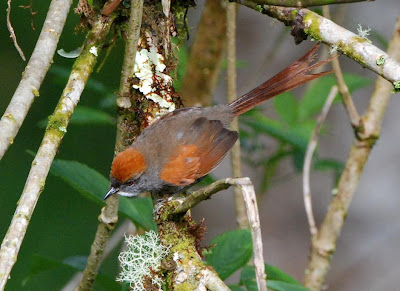 Buff browed Spinetail