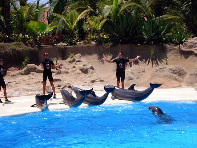 Loro Parque Dolphins