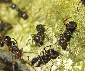 Rambutan ants Dolichoderus bituberculata