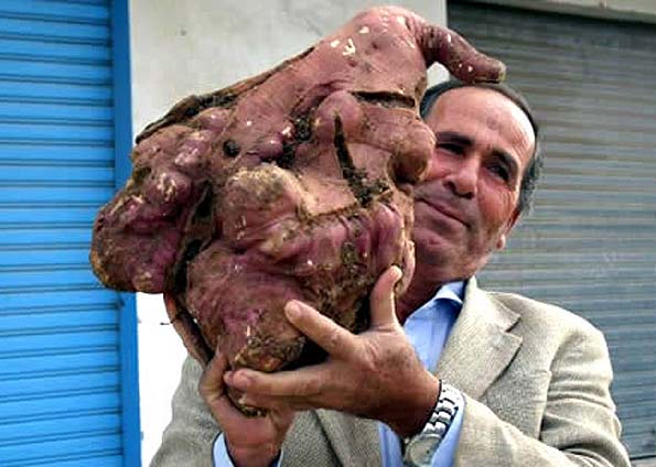 batata doce gigante batata doce gigante