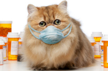 enfermedades-contagiosas-de-los-gatos-vacunas