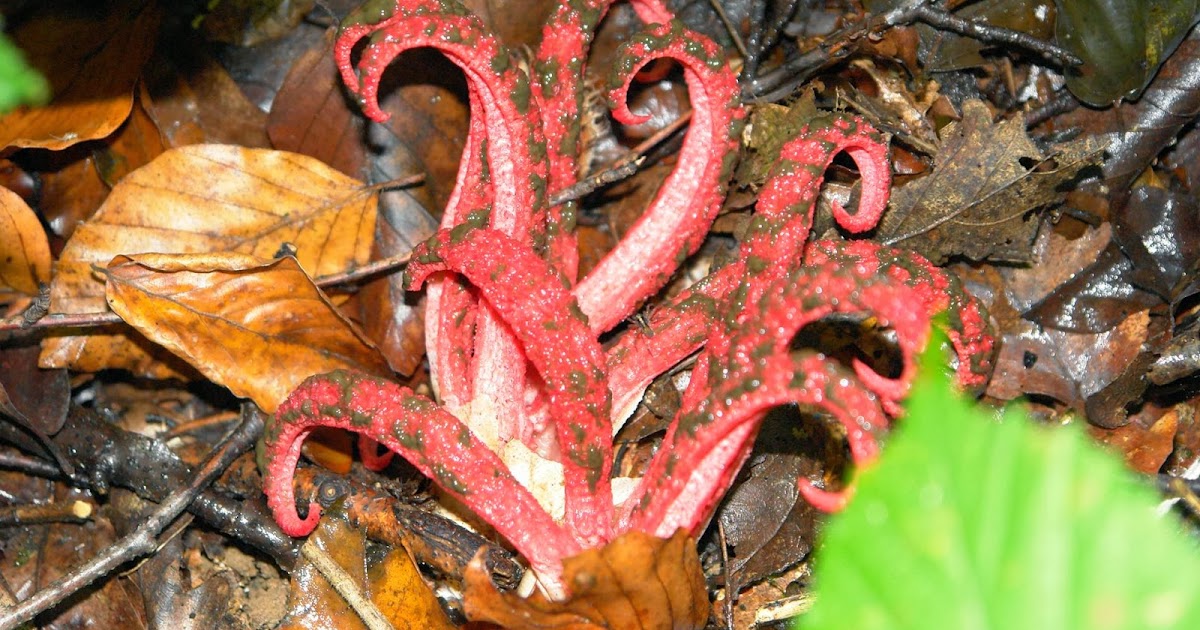 Fungtopus? The Incredible Fungus that Looks Like an