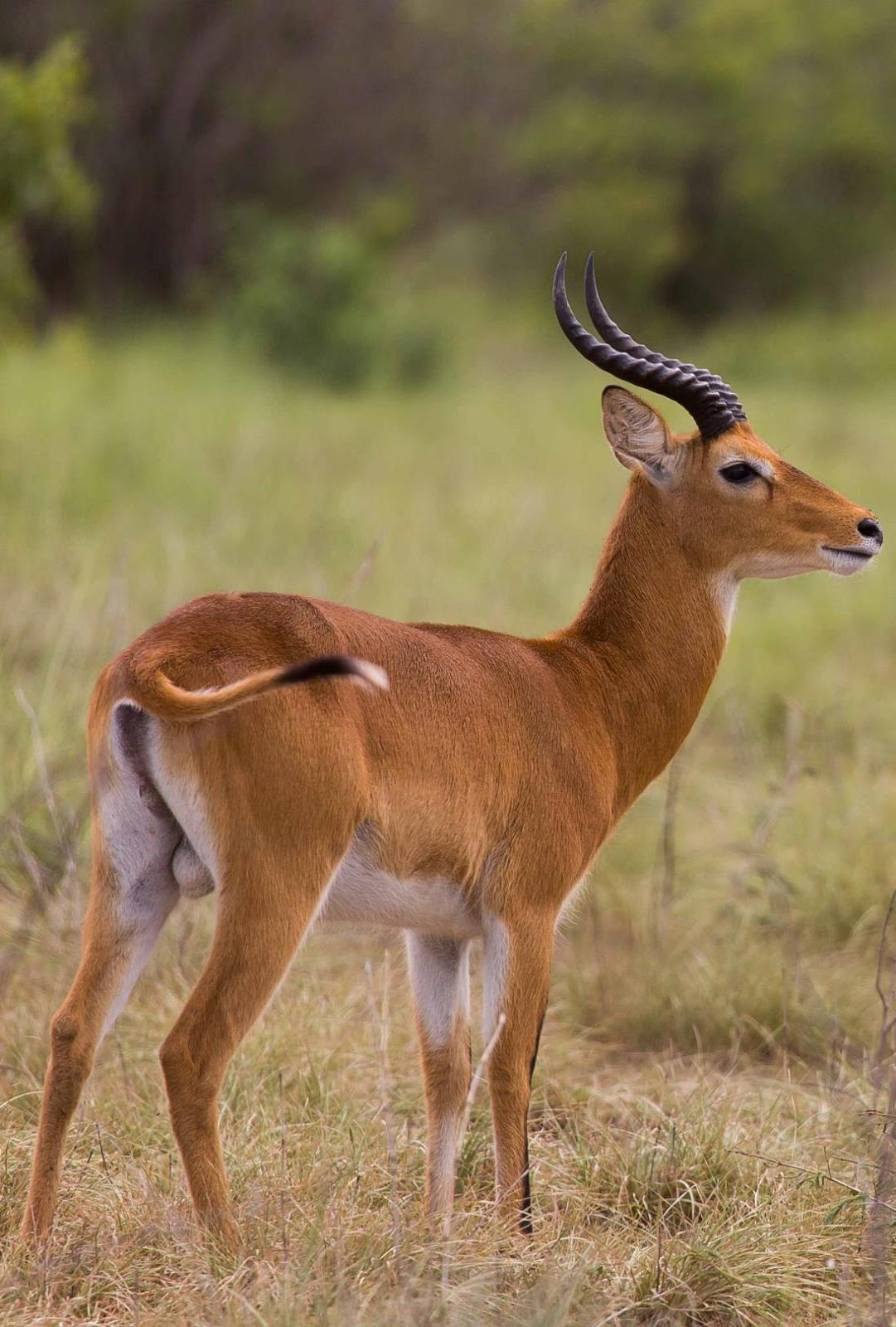An antelope on the savanna plains.