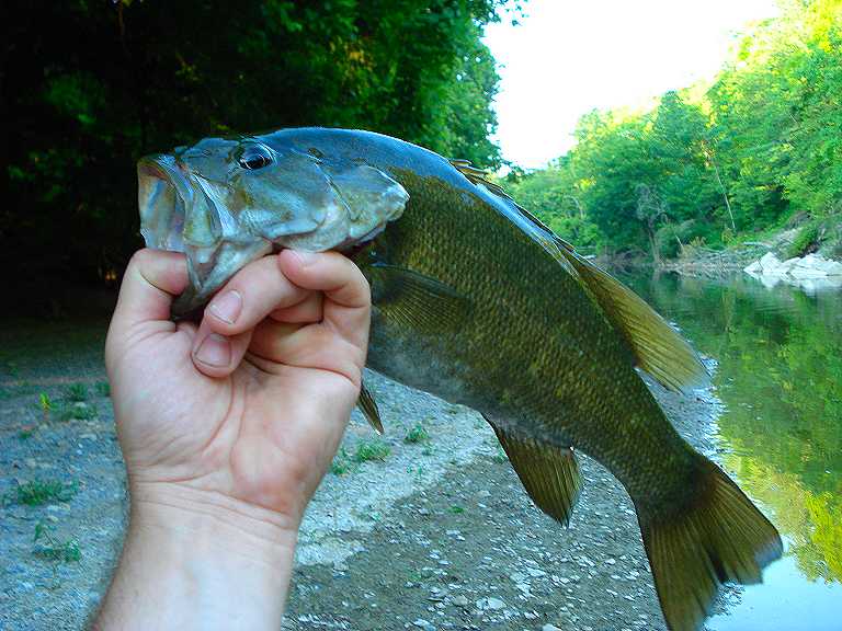 Traveling Angler Turtles, Catfish and Bass all agree Liver tastes great