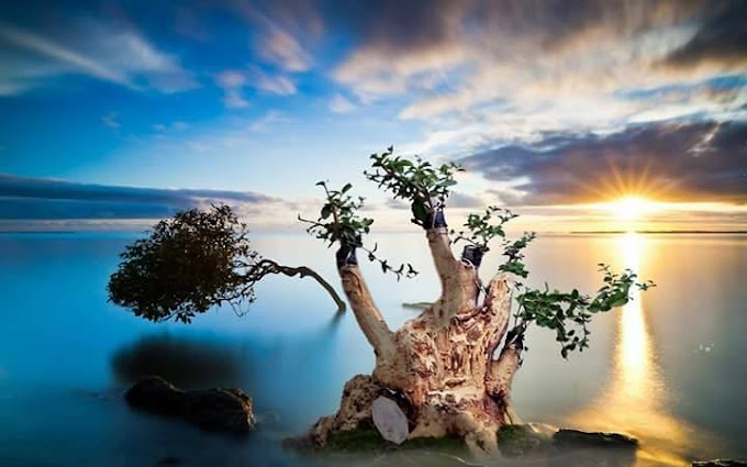 Cara Perawatan Bakalan Bonsai Sebelum Training