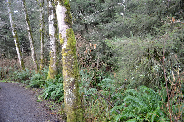 graveled trail and hidden creek