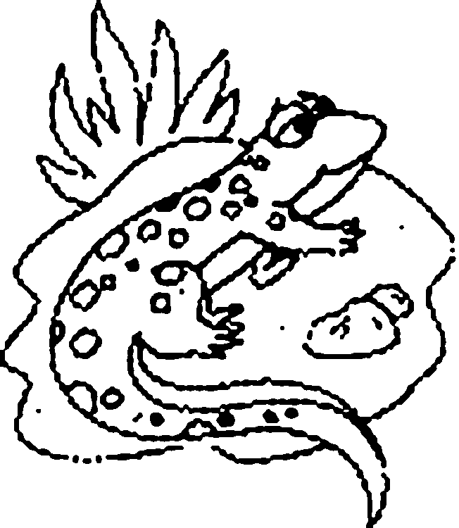 Lizard Coloring Book Animal Lizard Coloring Sheet For Print