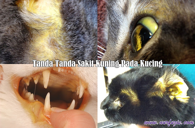 tanda tanda sakit kuning pada kucing tanda tanda sakit kuning pada kucing