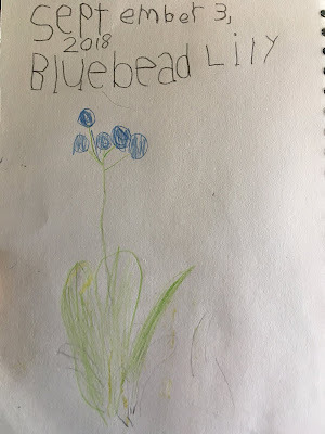 MM(6) Nature Journal Entry: Bluebead Lily in Fall