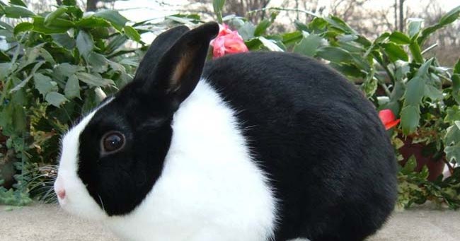 6+ Teks Deskripsi Bahasa Inggris Tentang Hewan Kelinci