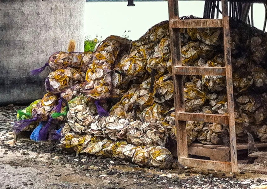 OnTheMoveRoad Trips Quilcene and Oysters