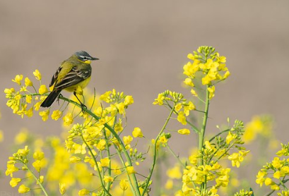 Soal Latihan Ipa Kelas 6 Keseimbangan Ekosistem Mashenry Com