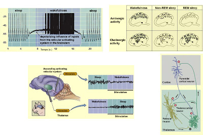 Mindspace: Ajna Chakra and the Thalamus