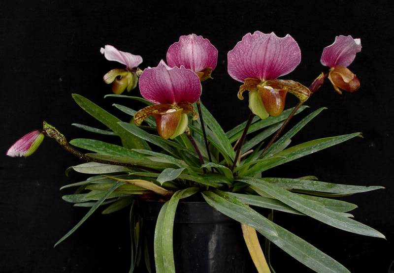 Grow and care Paphiopedilum charlesworthii orchid The Charlesworth
