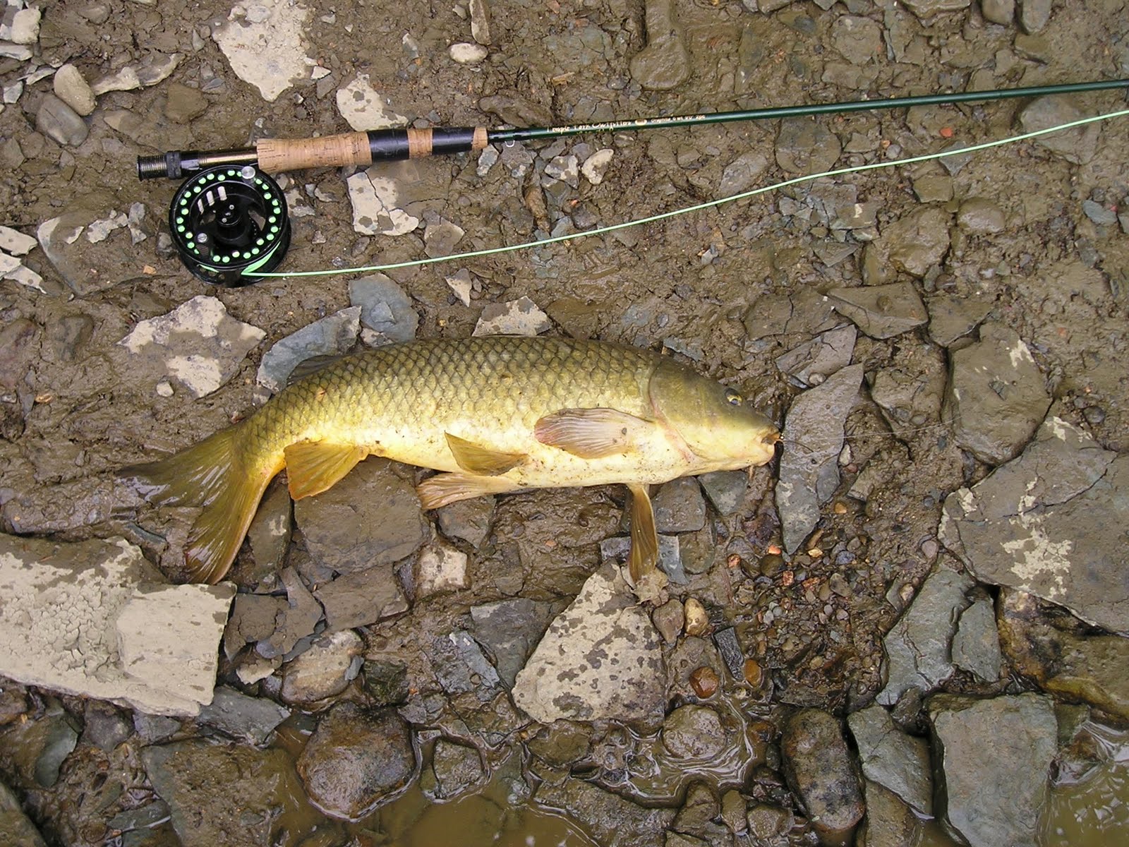 Murph Goes Fishing Carp Don't Eat Flies