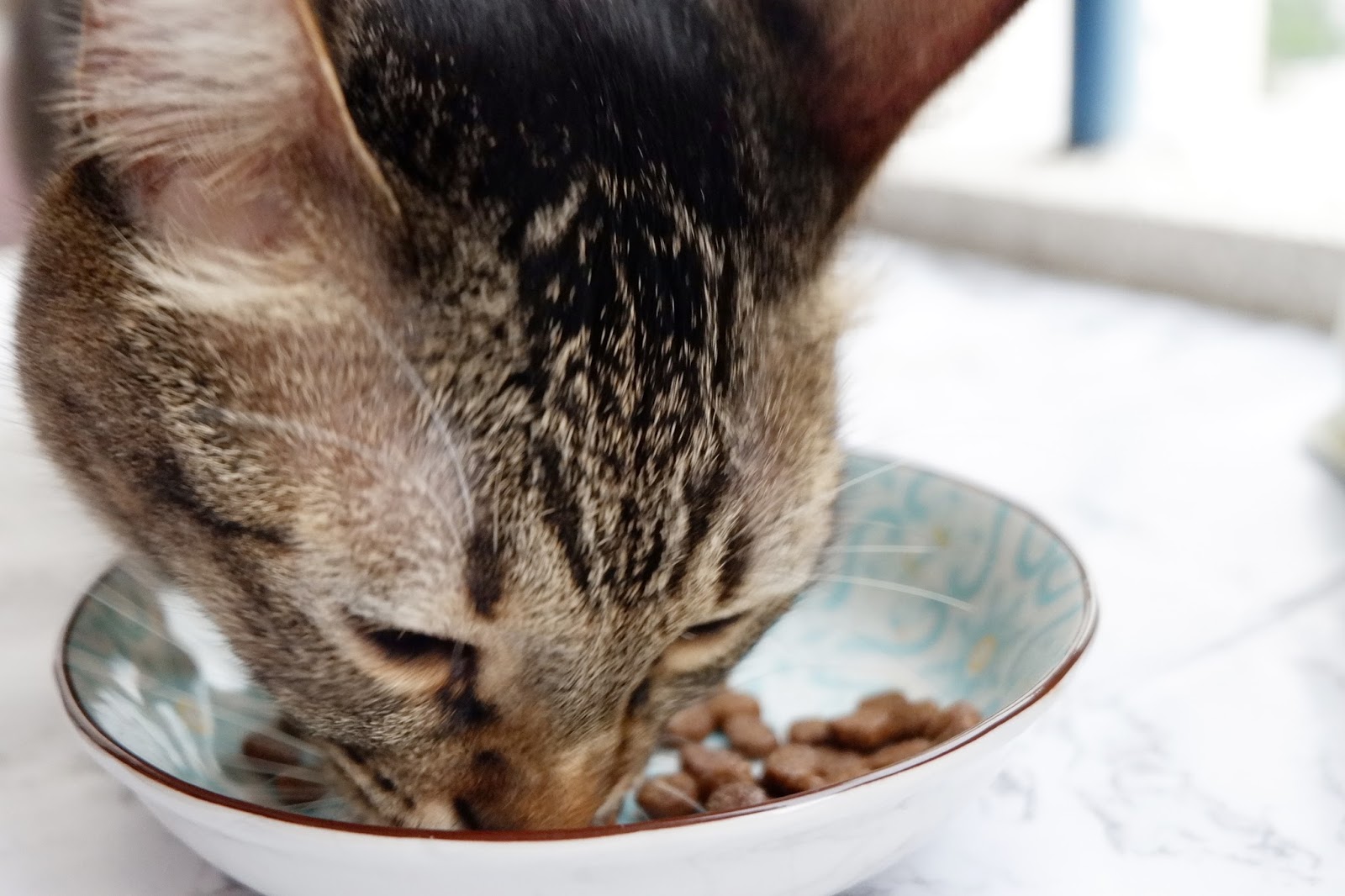 Sara Wanderlust The Secret To A Cats Heart Is With Burp Cat Food