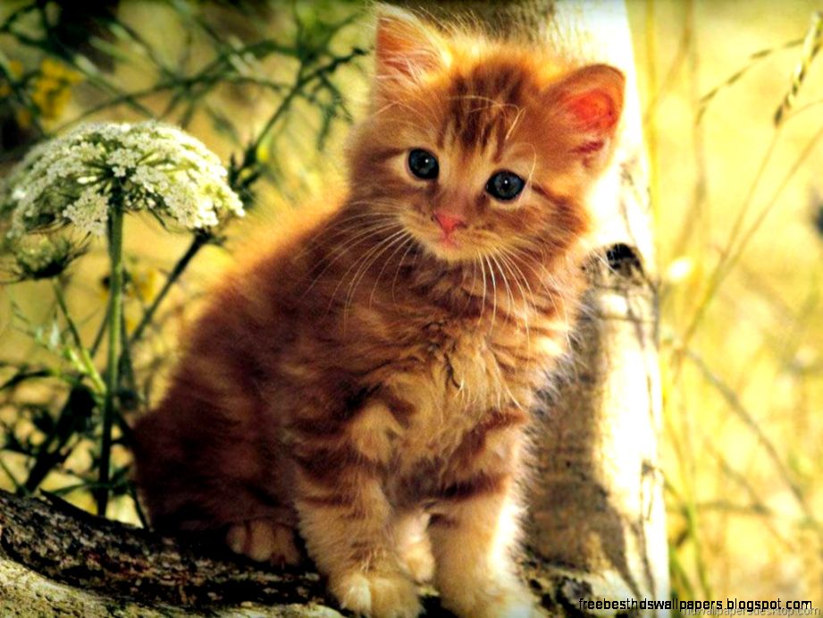 Cute Cats and Kittens Desktop Wallpaper