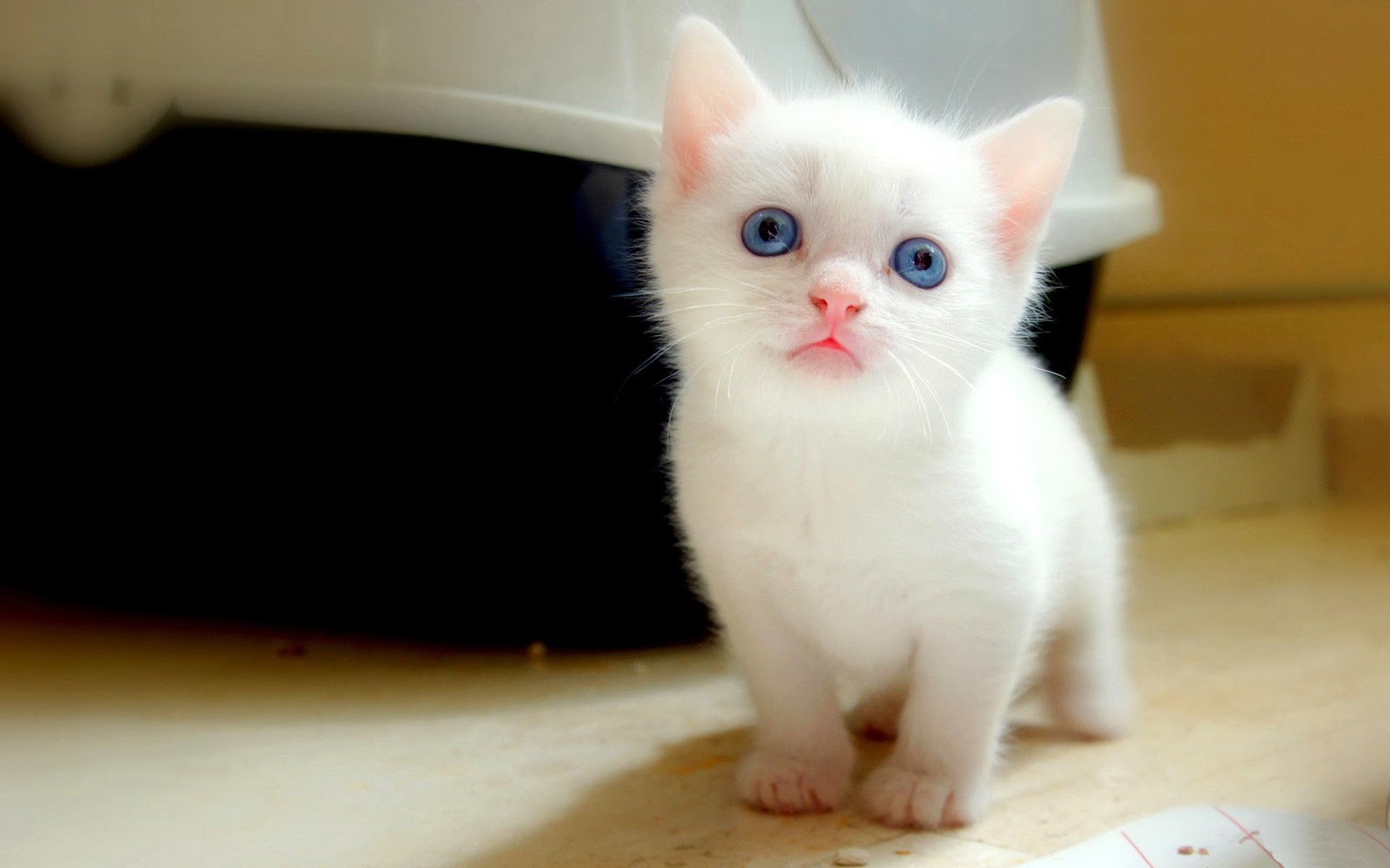 | Cats | Cats Photos | Beautiful White Cats | Black Cats | Brown Cats