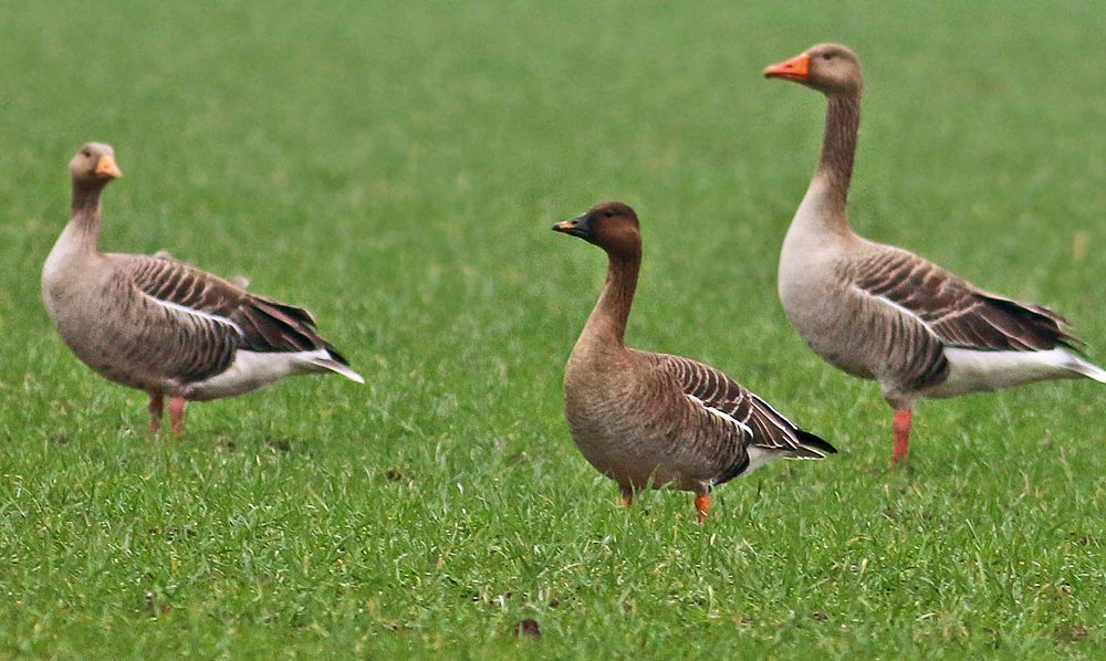 CAMBRIDGESHIRE BIRD CLUB GALLERY Tundra Bean Goose