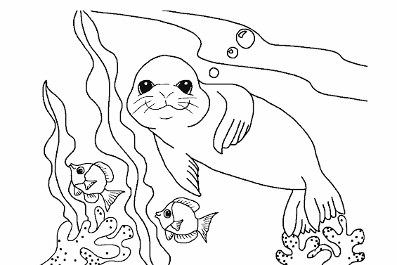 Gambar Mewarnai Singa Laut Untuk Anak-Anak - Contoh Anak PAUD