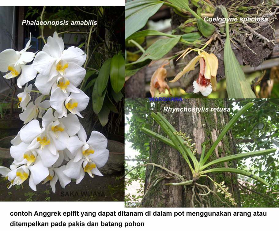Kenali Tipe Anggrek Lalu Tanam Dengan Hati