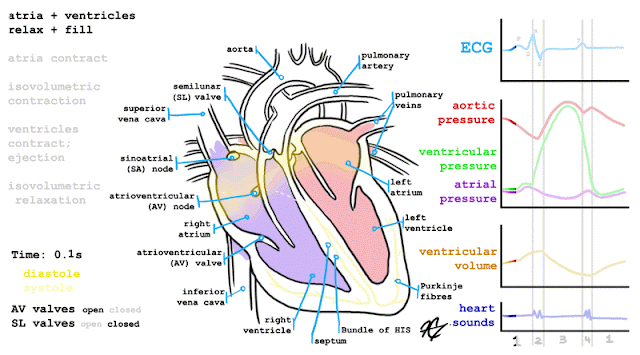 cardiac cycle ecg animated science gifs