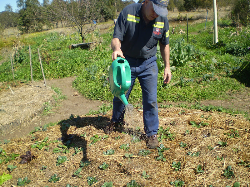 PURPLE PEAR FARM permaculture in action Around The Farm
