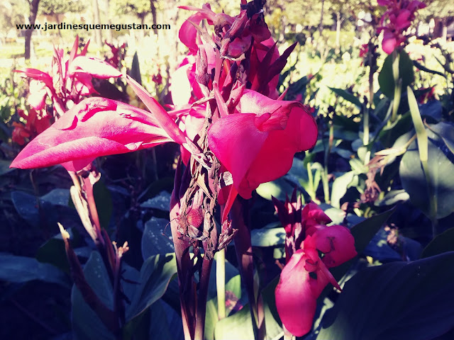 Canna indica con flor de color rojo