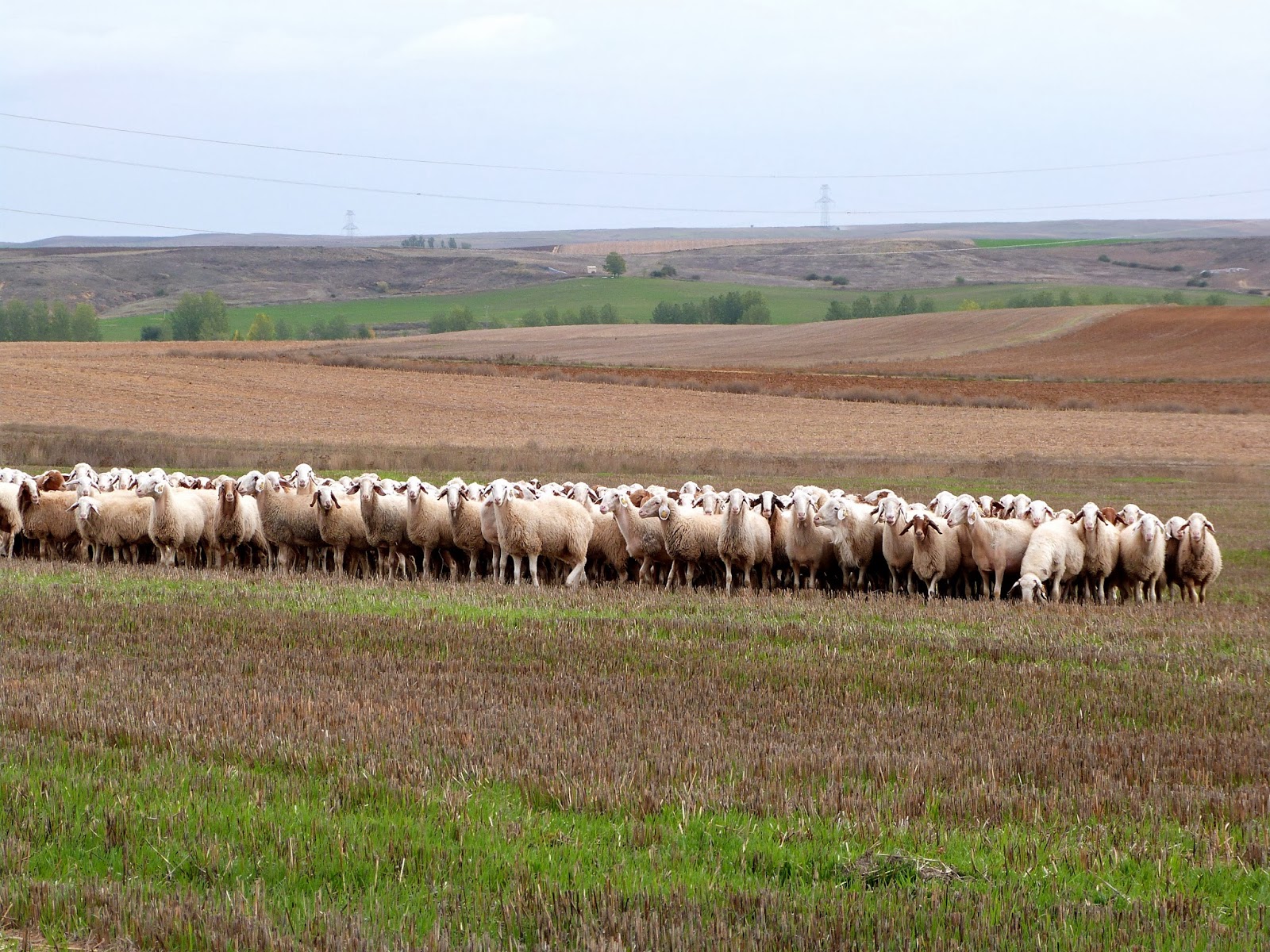 Dehesa de los Alcotanes: Un rebaño en tierra de Castilla