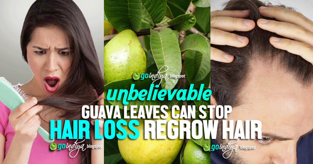 Blogging Tips Unbelievable Guava Leaves Can Stop Hair Loss