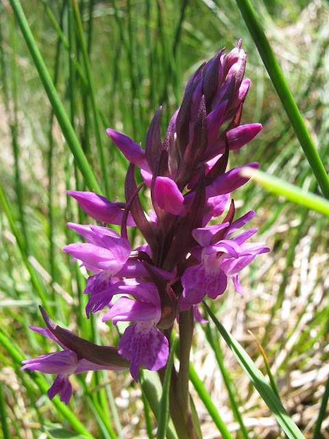 Southern Marsh Orchid - Parsonage Moor
