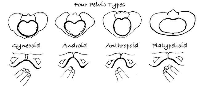 four pelvic types