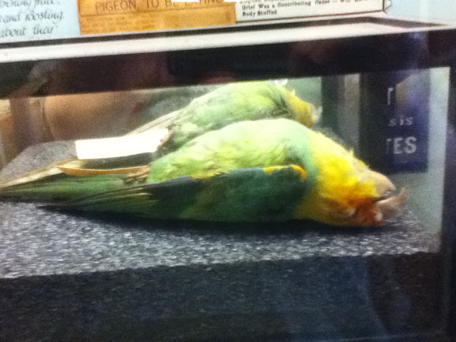 The Beloved Parrot The Carolina Parakeet