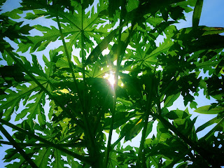 Sunshine between the leaf of papaya tree in the garden