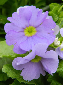 Allan Gardens Conservatory Spring Flower Show pale blue Fairy primrose by garden muses-not another Toronto gardening blog