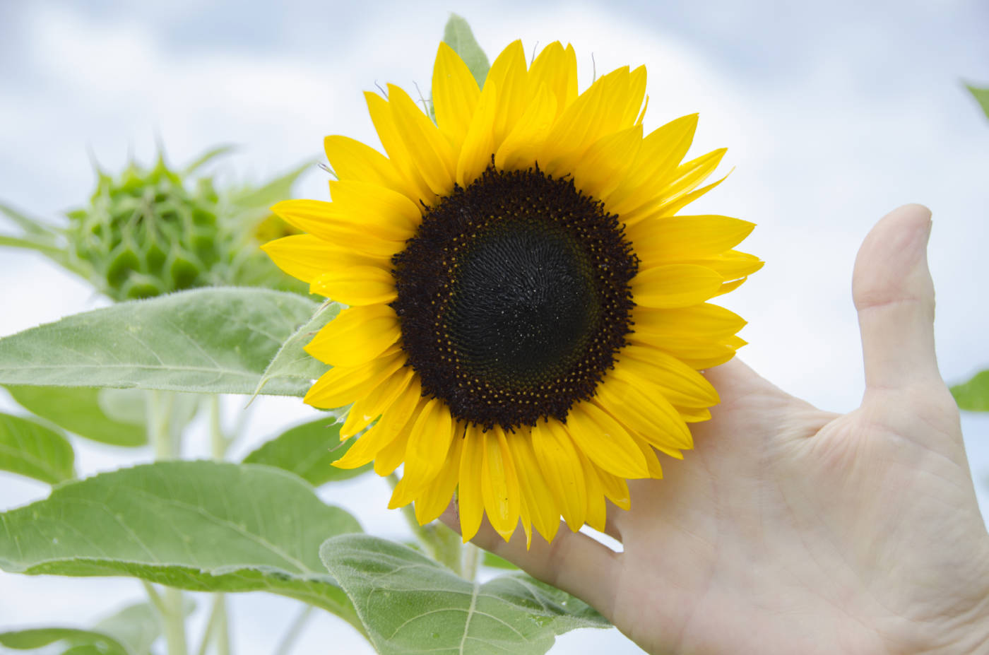 SUNFLOWERS THE CLEANERS OF THE ENVIRONMENT