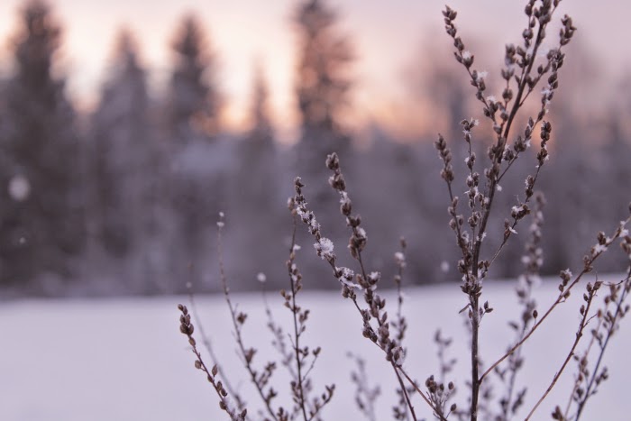 winter in finland - snow flakes - photography - canon - winter wonderland