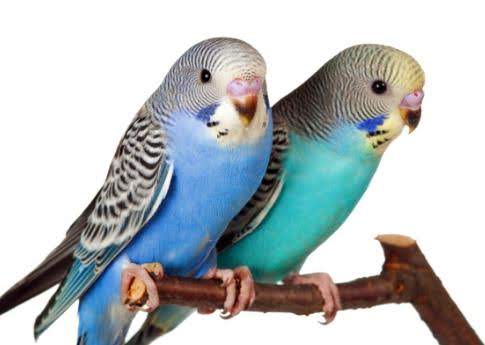 Harga Terbaru Burung Poksay Dan Parkit Jelang 2019 Bang Kicau