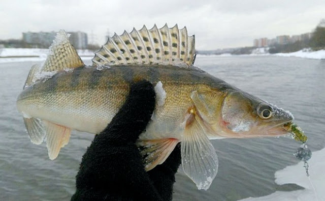 рыбалка на Москва реке