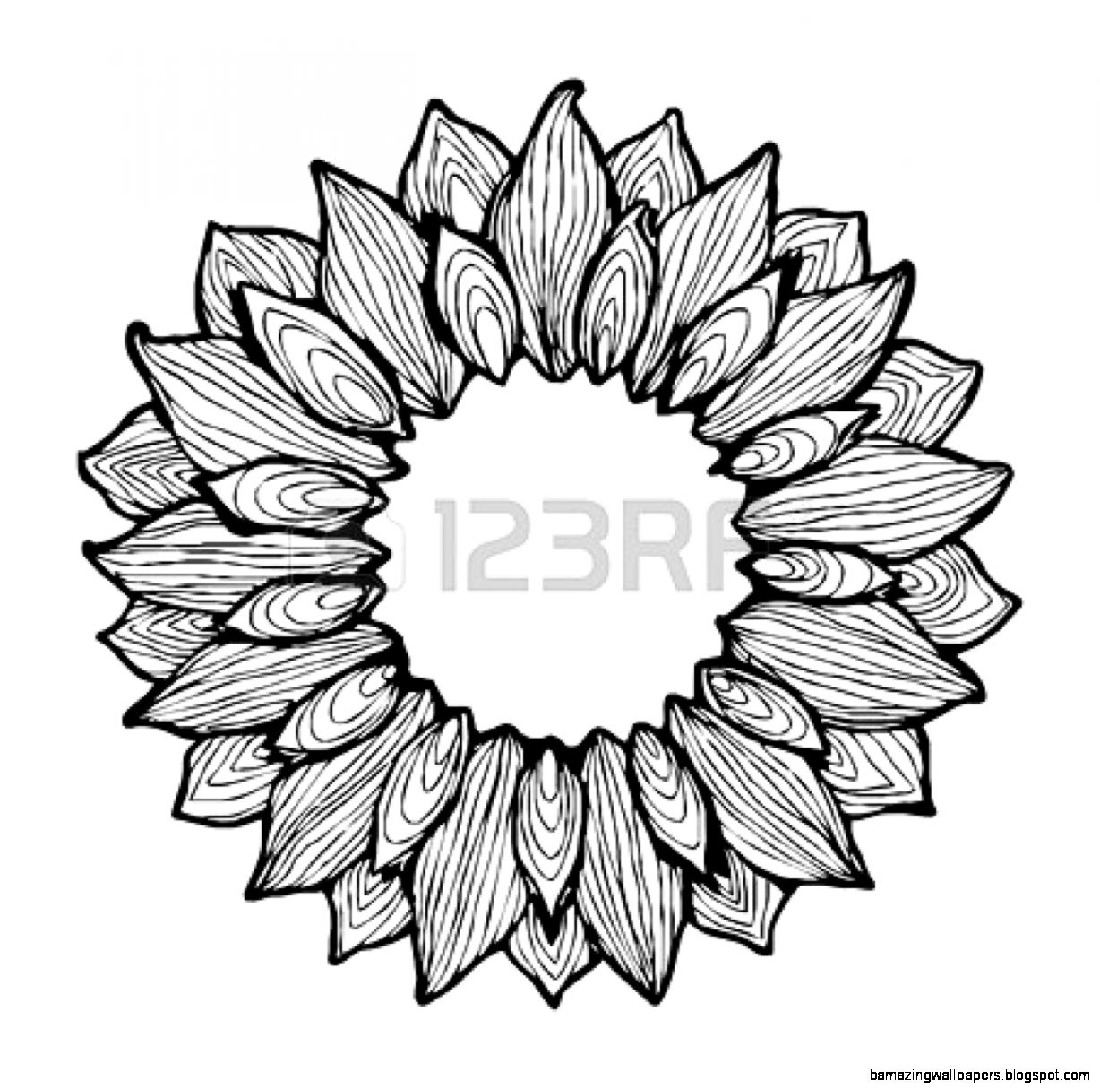 Sunflower Pencil Drawing  Clipart Panda   Free Clipart Images