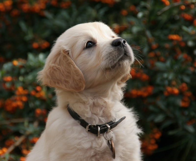 How You Can Pick The Best Dog Names For Ones Dog Best Dog Names