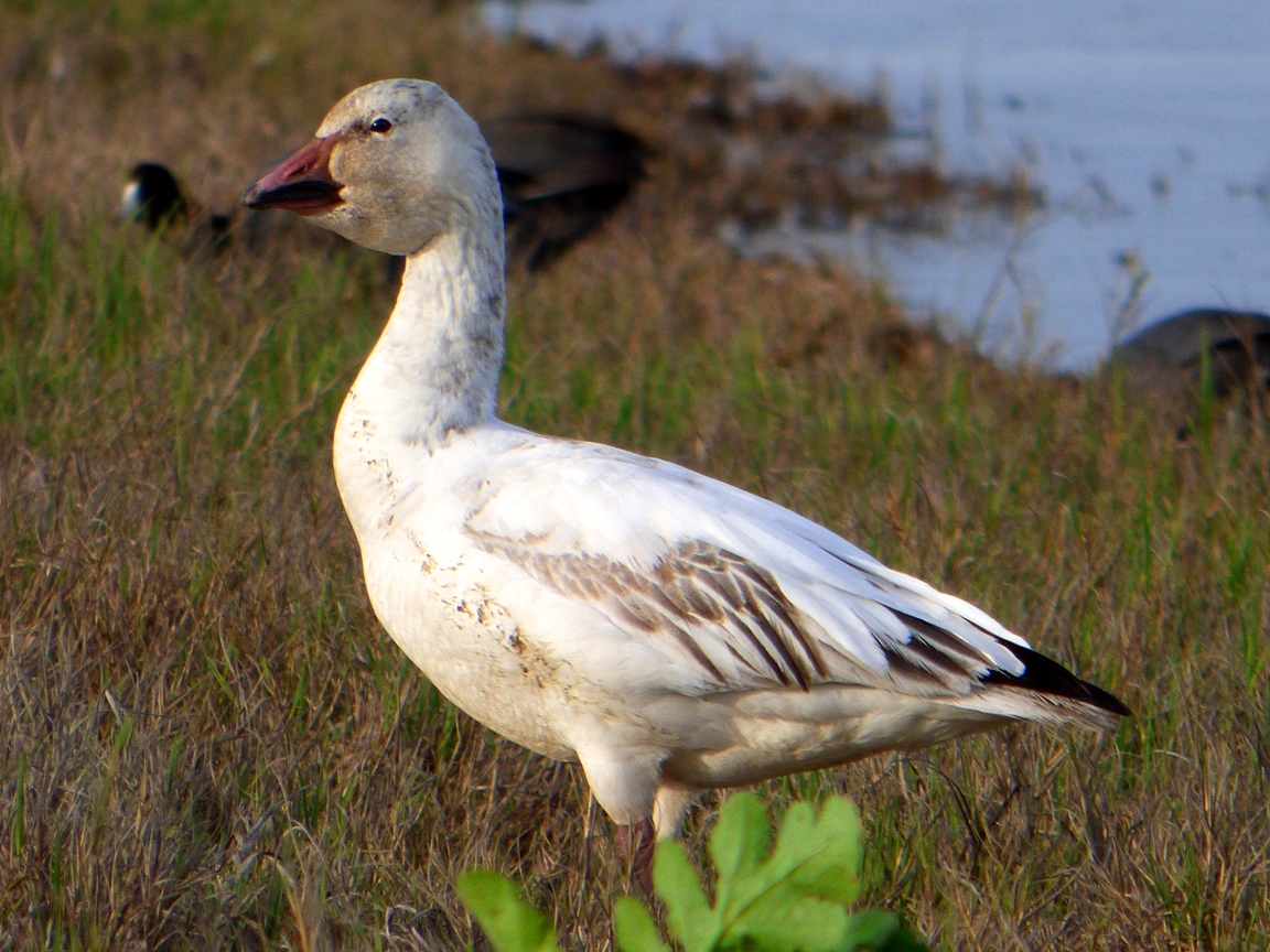 Geotripper's California Birds A Different Kind of California Snow